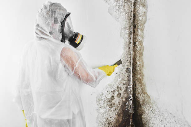 Best Same-Day Mold Removal  in North Puyallup, WA