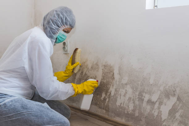 Office Mold Removal Services in North Puyallup, WA