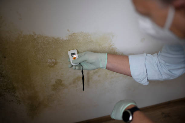 Best Mold Remediation  in North Puyallup, WA