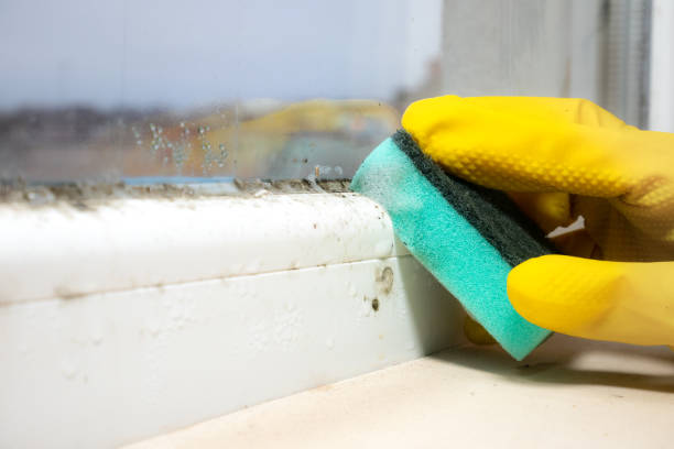 North Puyallup, WA Mold Removal Company