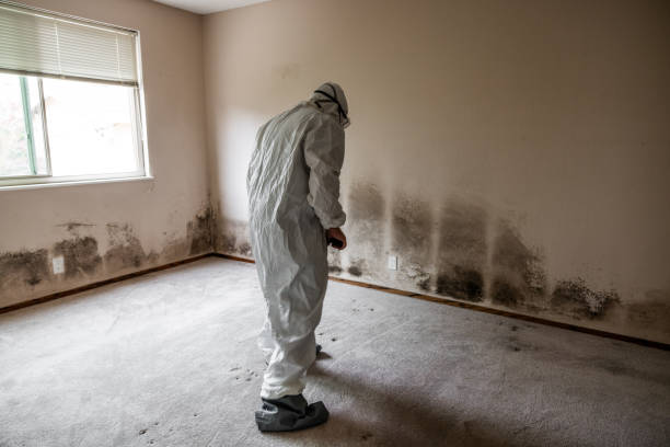 Best Best Mold Removal Companies  in North Puyallup, WA