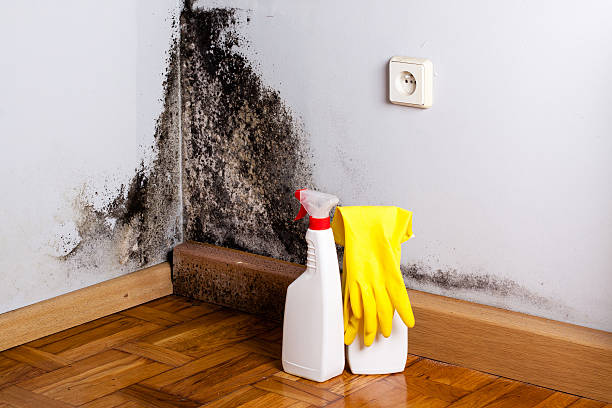 Best Attic Mold Removal  in North Puyallup, WA