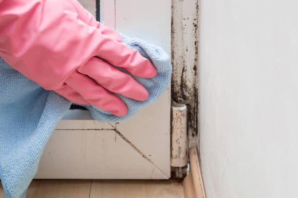 Best Mold Damage Repair  in North Puyallup, WA